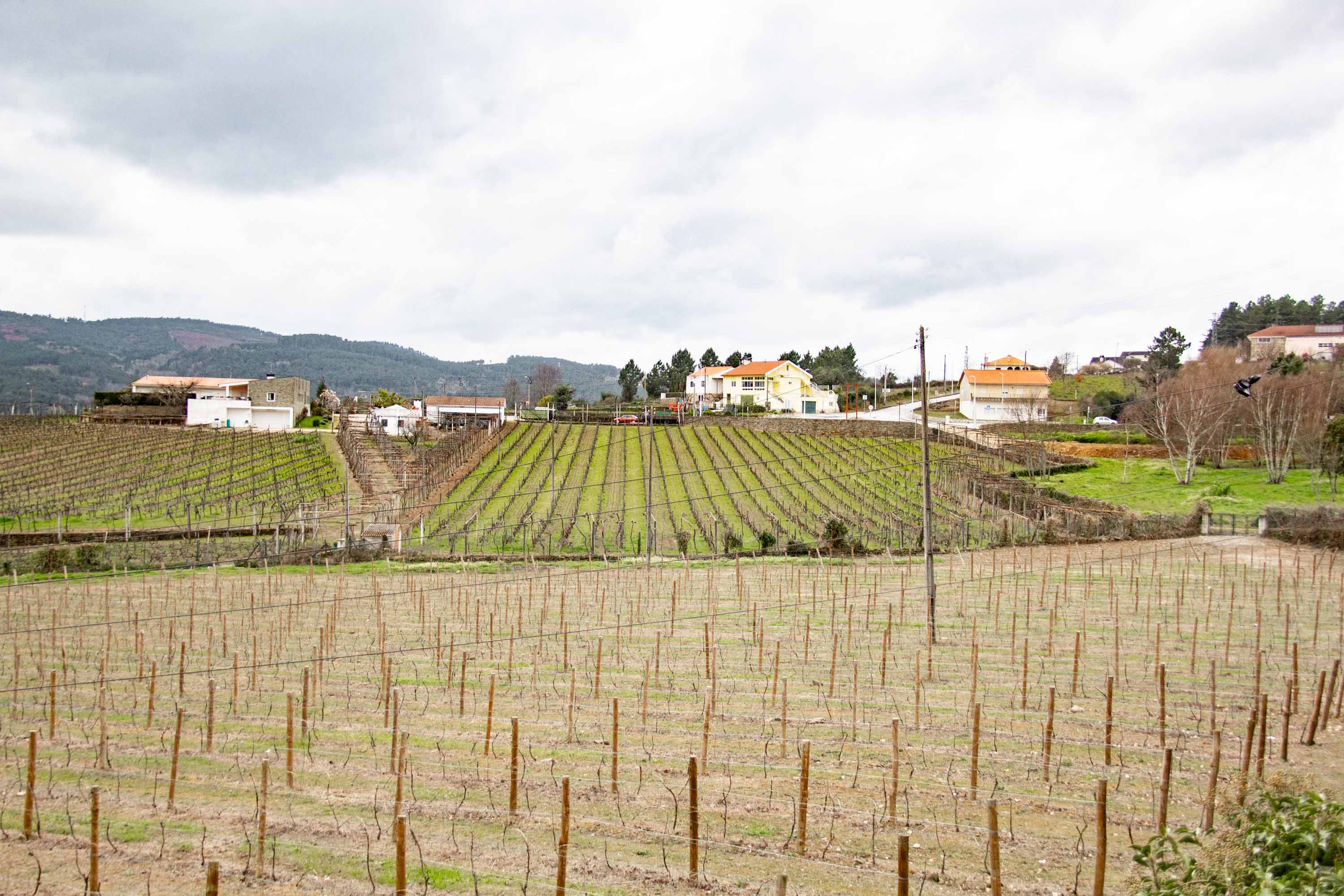 Duoro Valley —— 2025