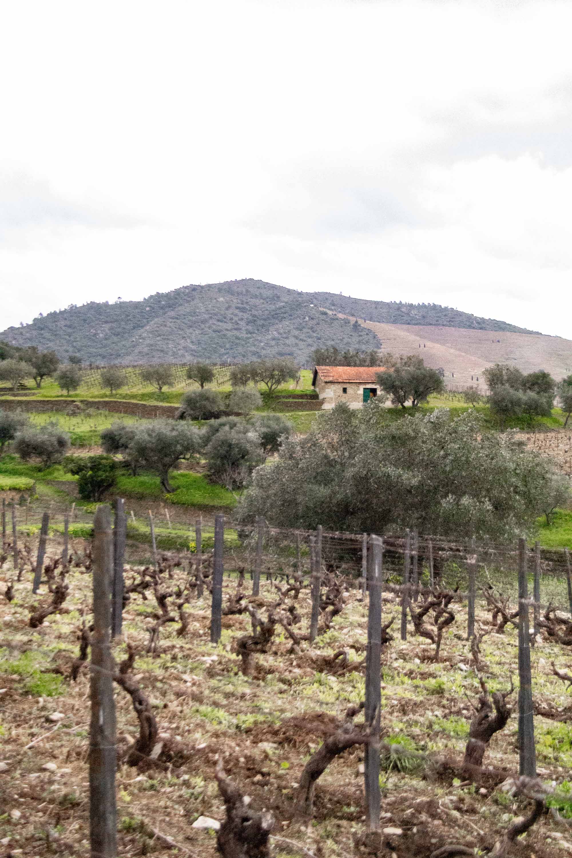 Duoro Valley —— 2025