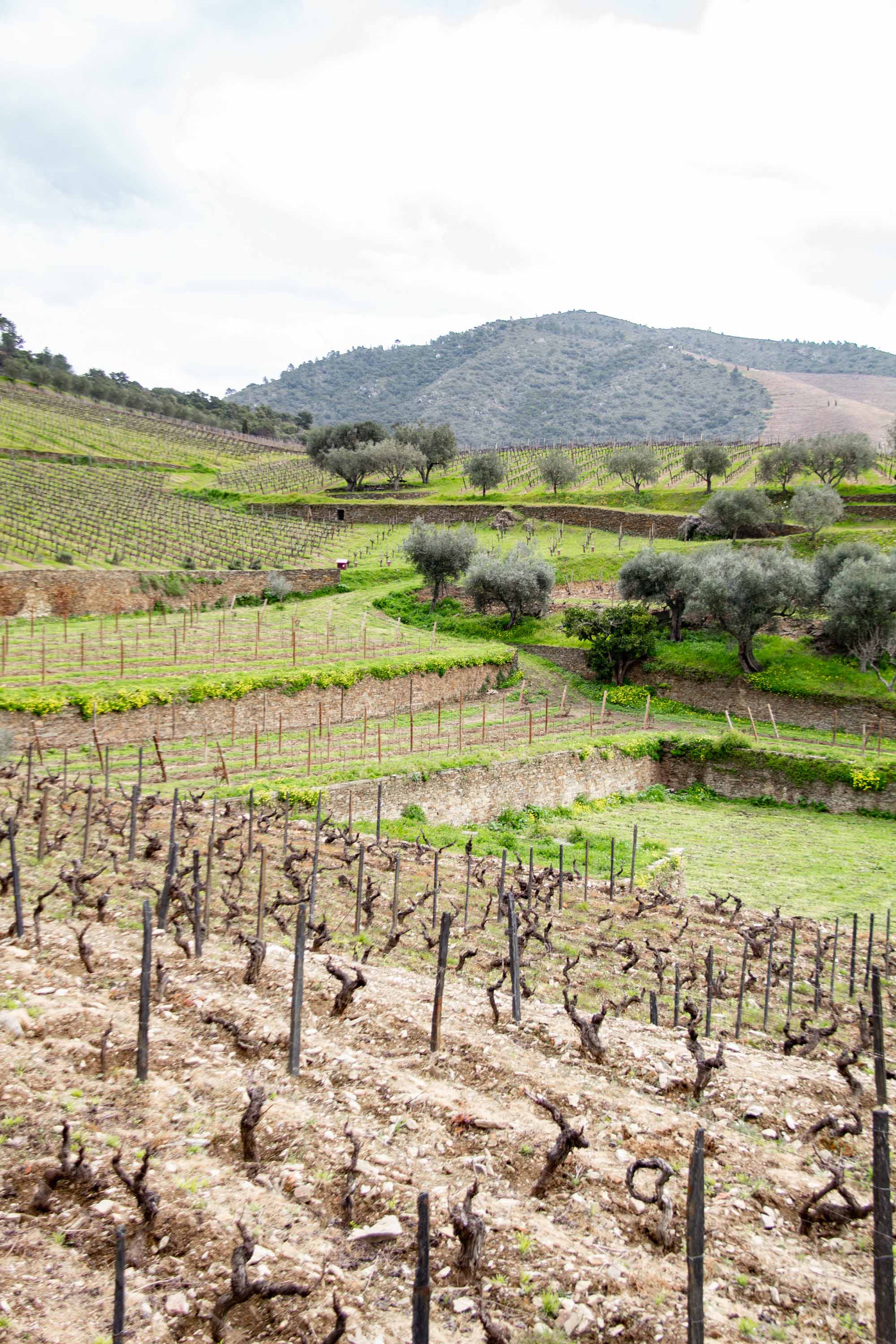 Duoro Valley —— 2025