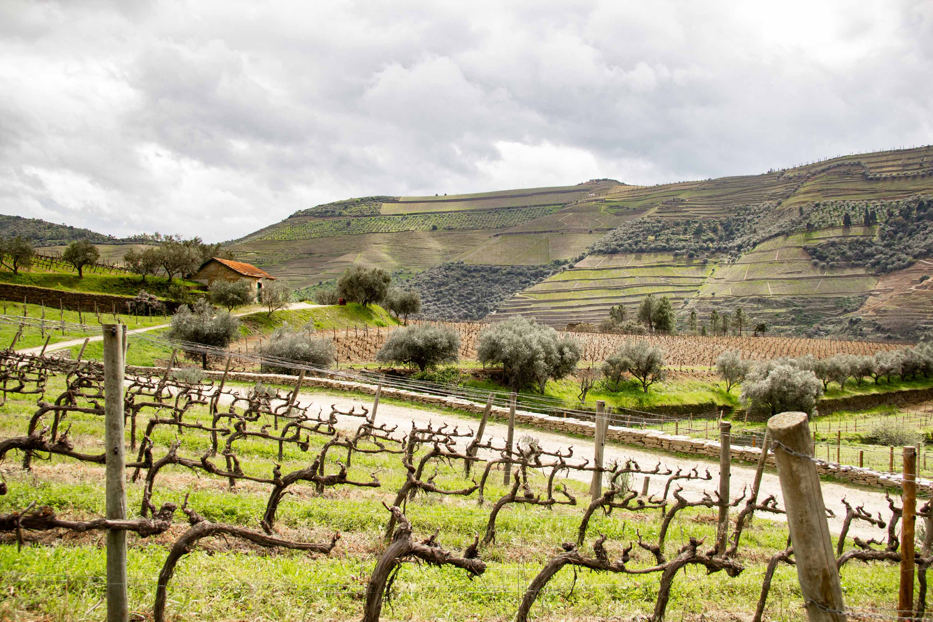 Duoro Valley —— 2025