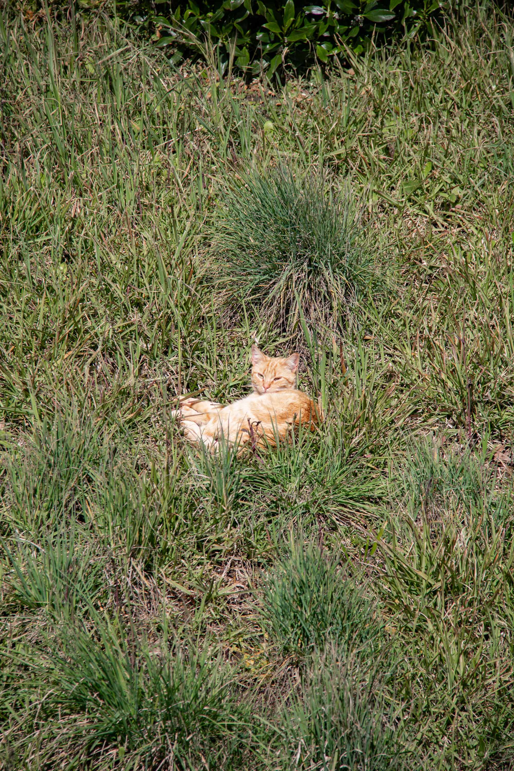 Cat in Peniche —— 2025