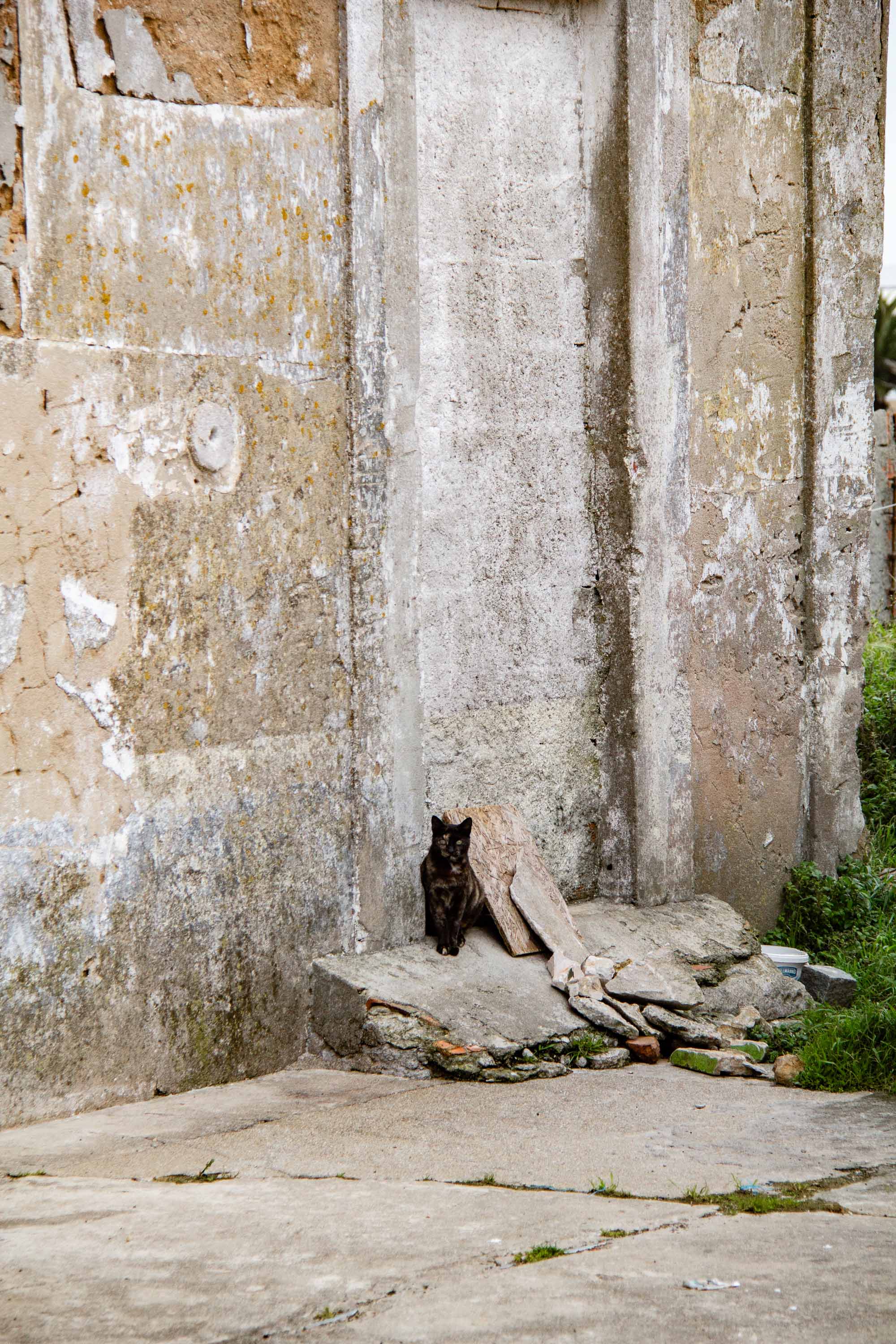 Tortie in Peniche —— 2025