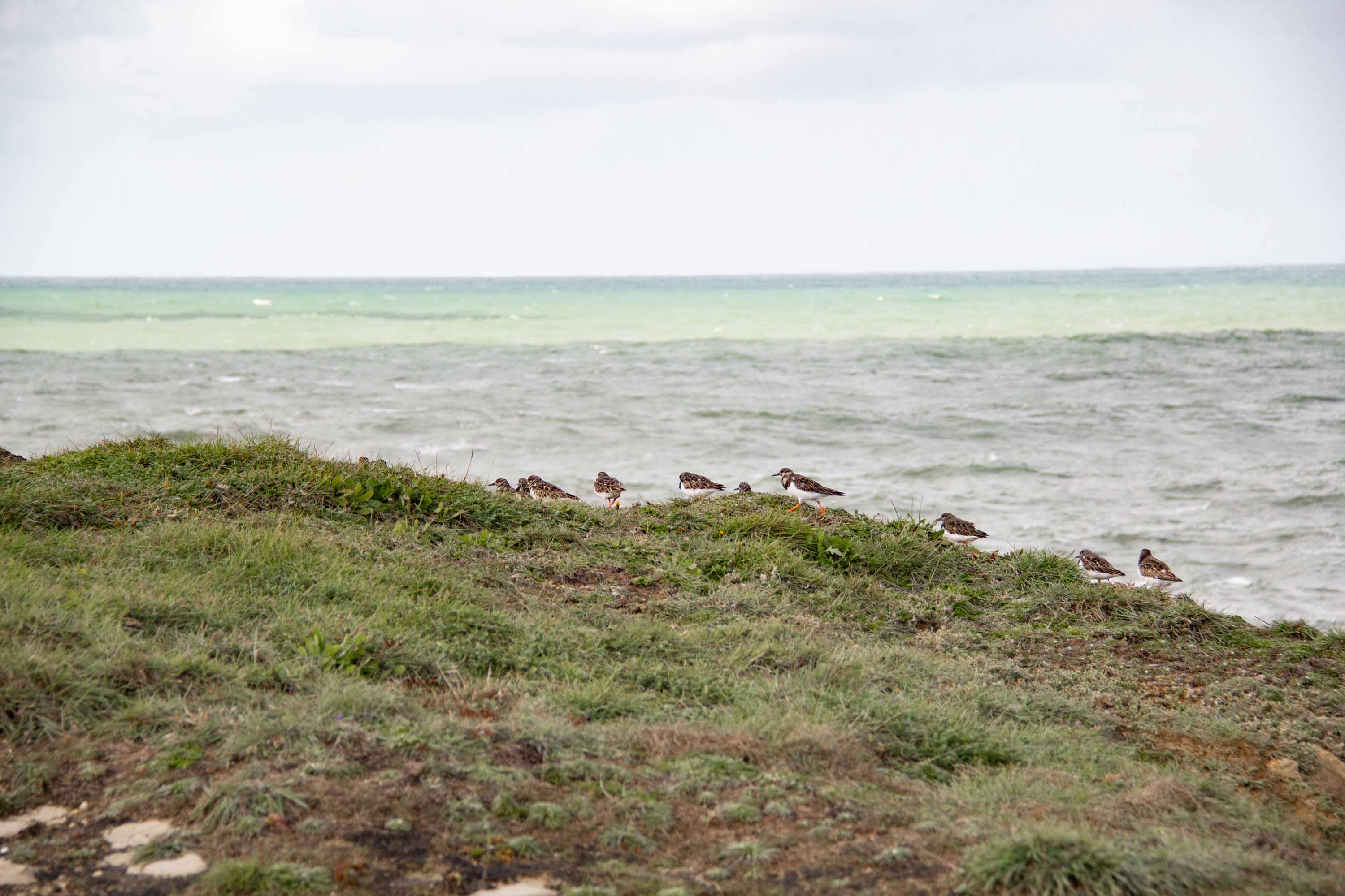 Group of Ruddy Turnstones —— 2025