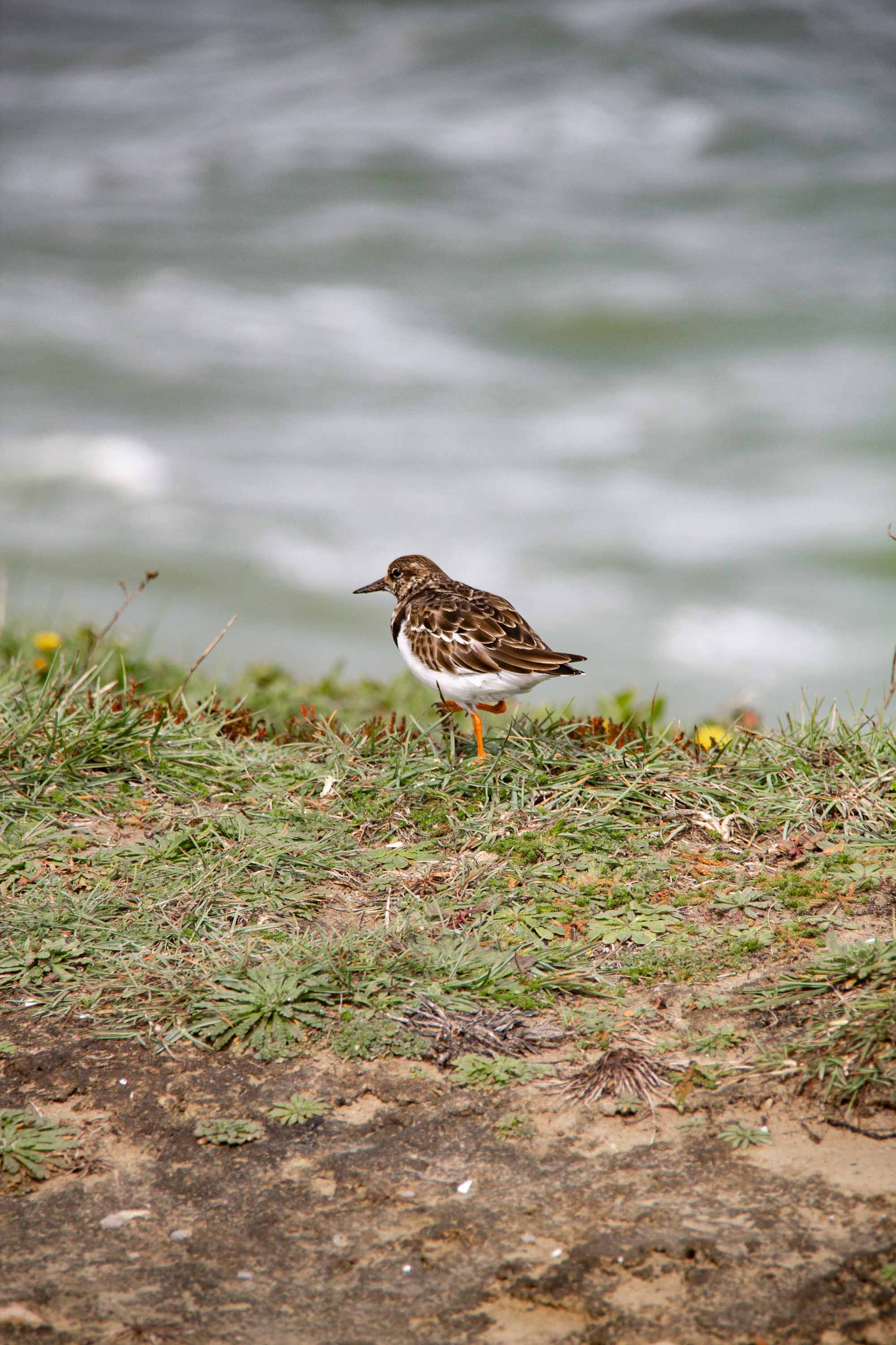 Ruddy Turnstone in Peniche —— 2025