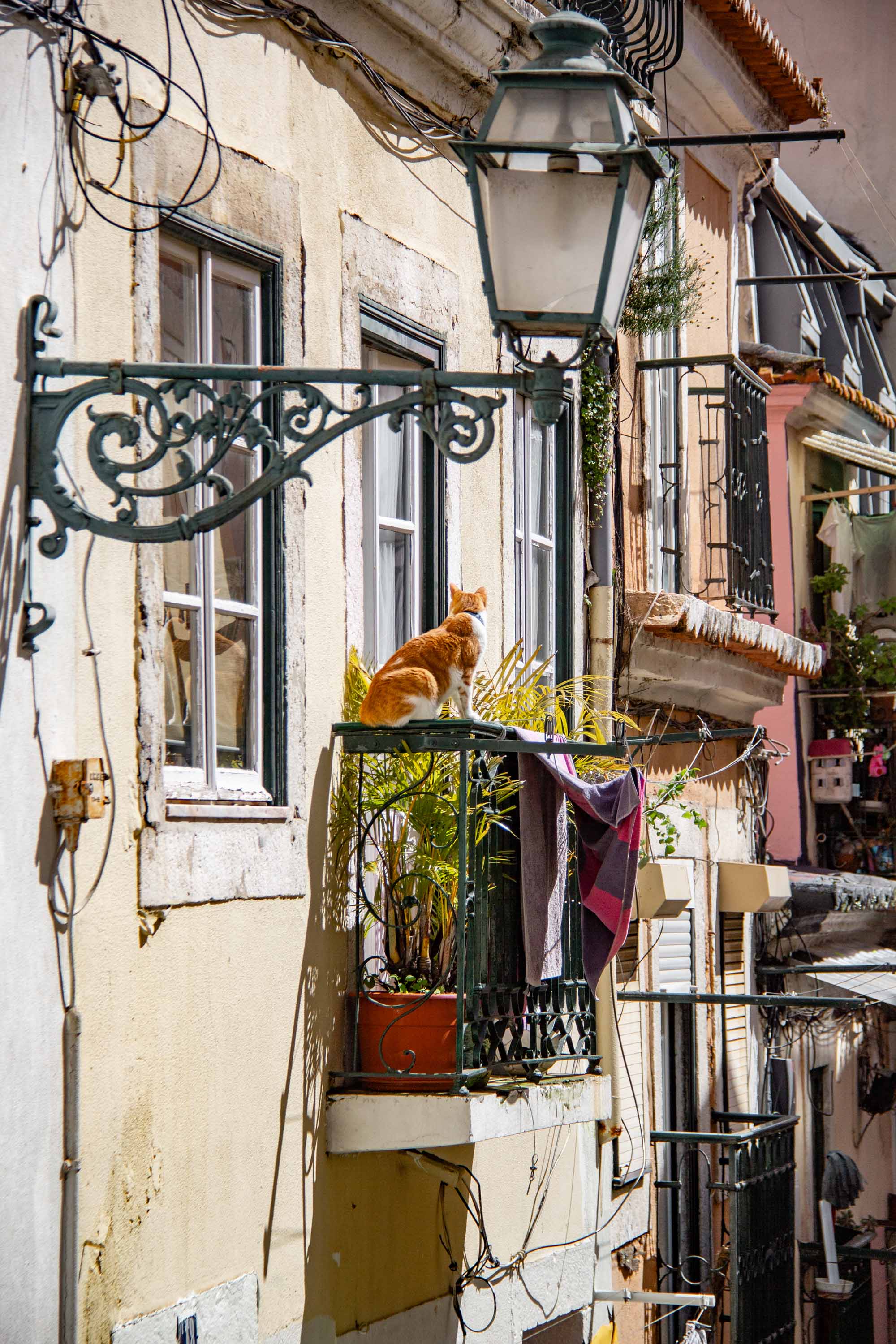Kitty in Lisbon —— 2025