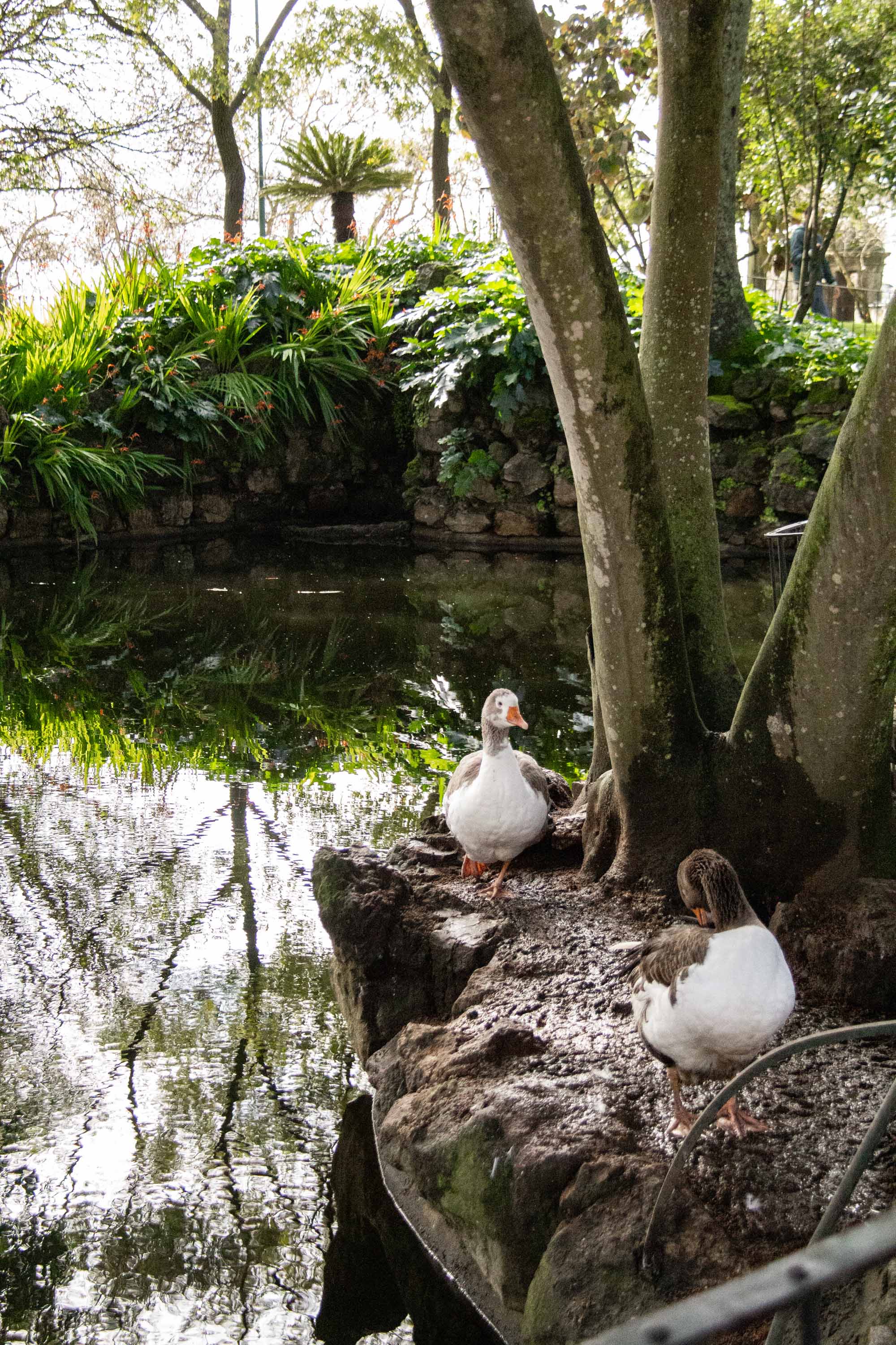 Jardim Público de Évora —— 2025