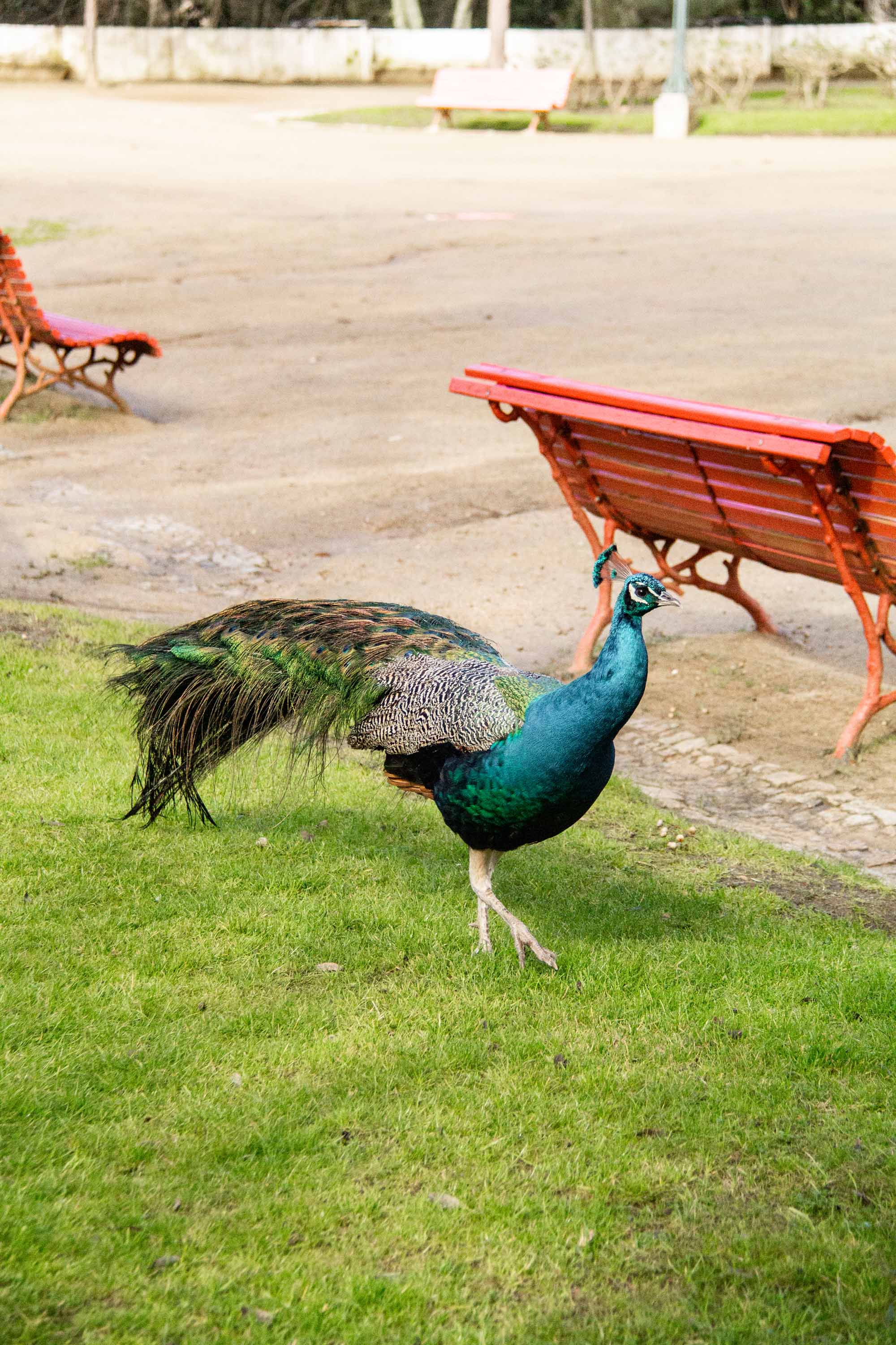 Jardim Público de Évora —— 2025