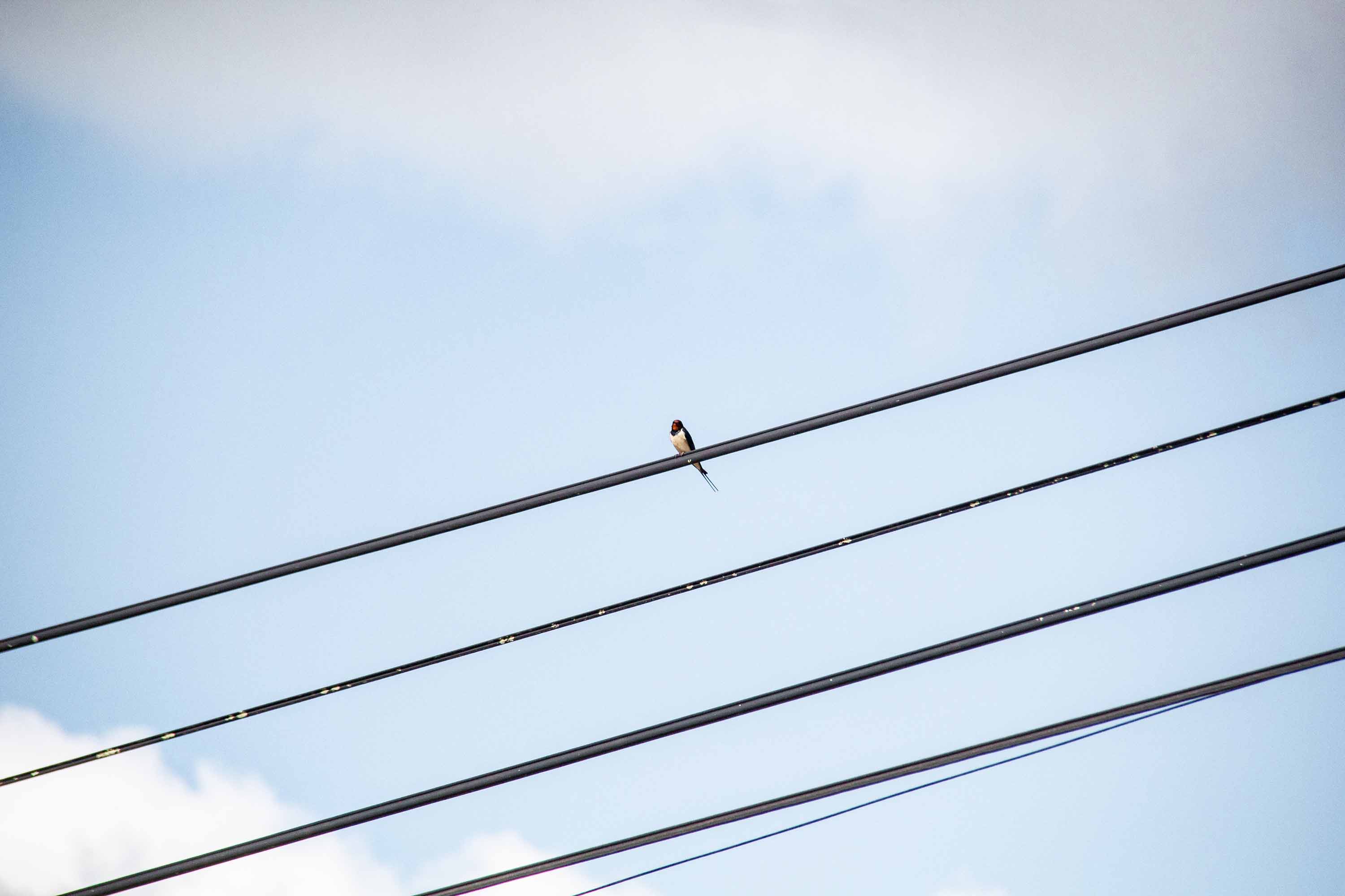 Swallow in Portagem —— 2025