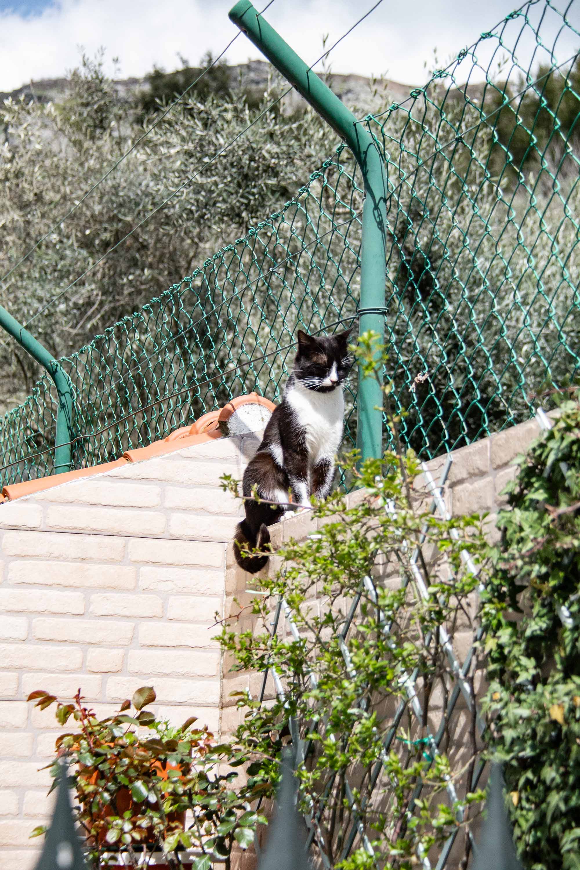 Cat in Portagem —— 2025