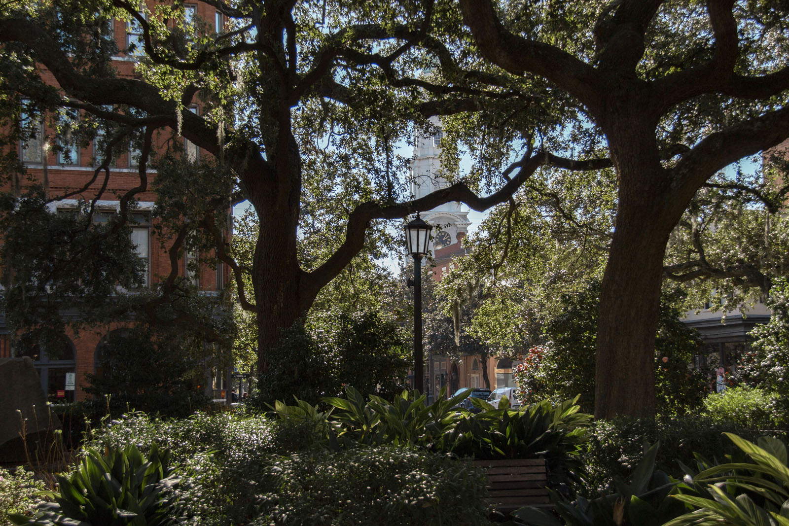 Savannah —— 2020