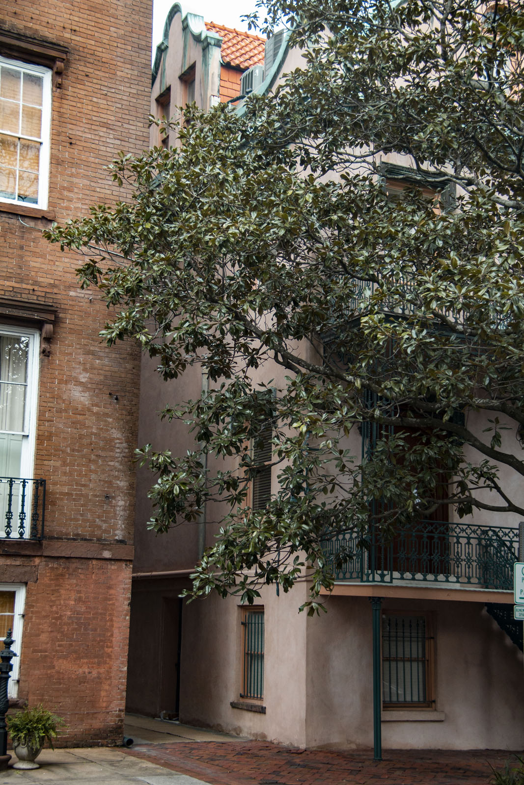 Savannah —— 2020