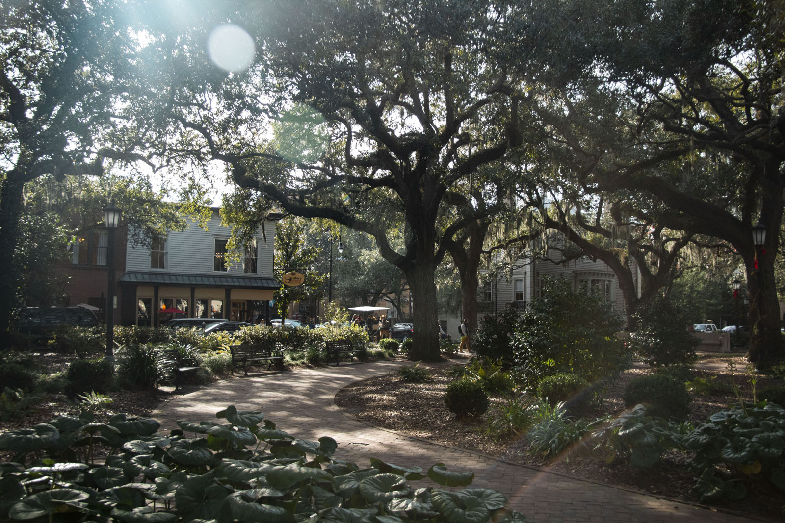 Savannah —— 2020