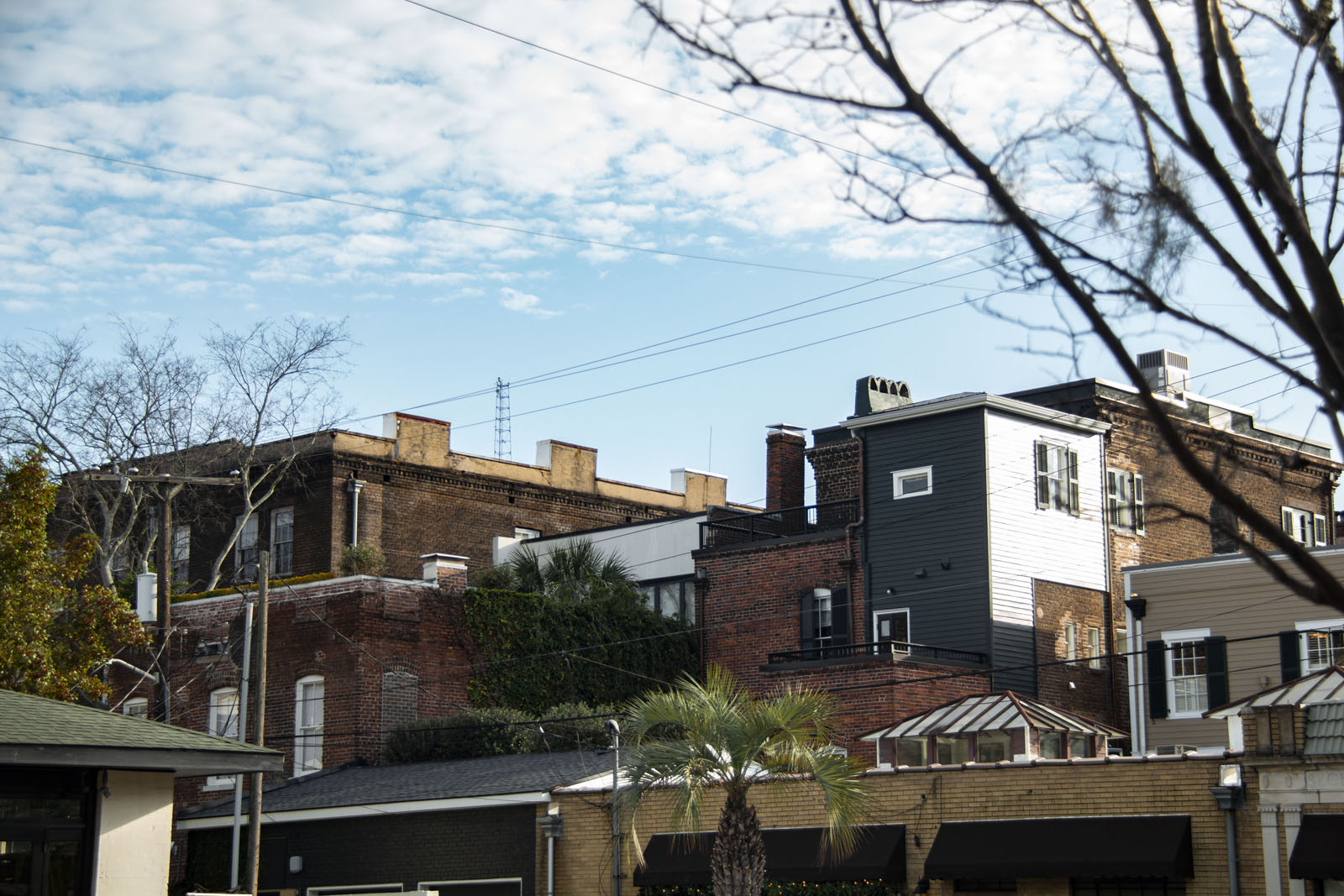 Savannah —— 2020