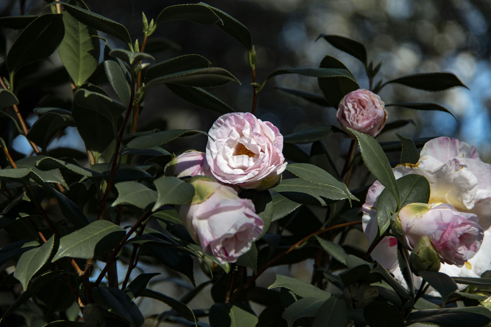 Savannah —— 2020