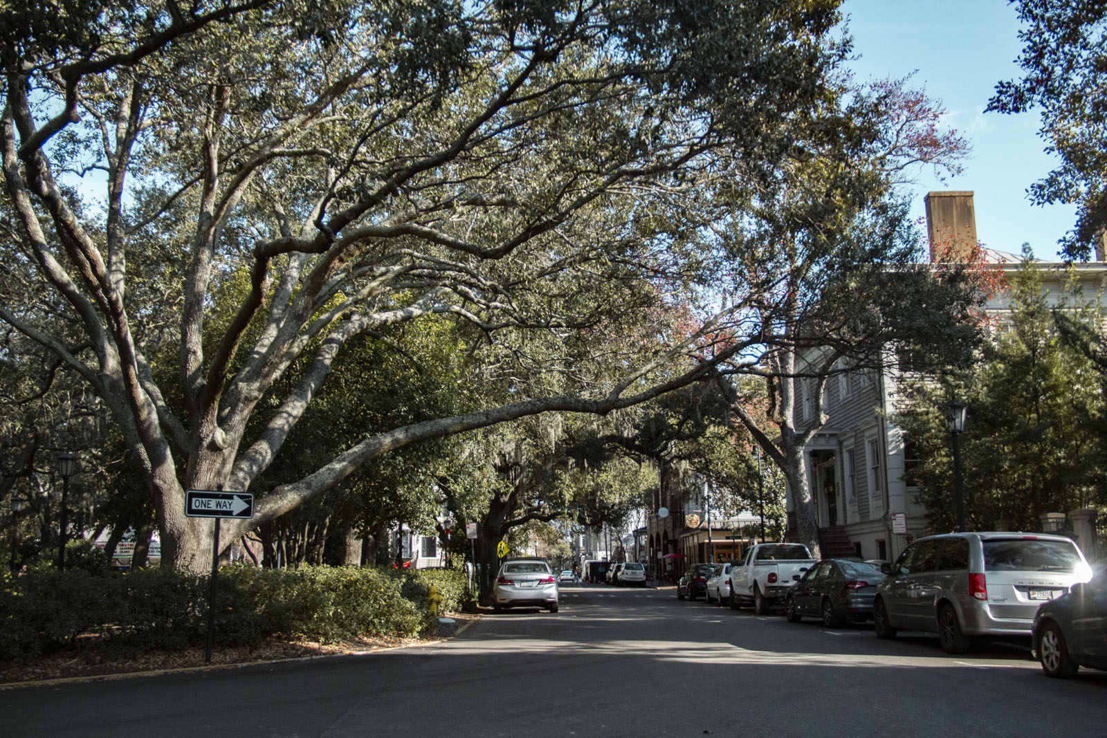 Savannah —— 2020