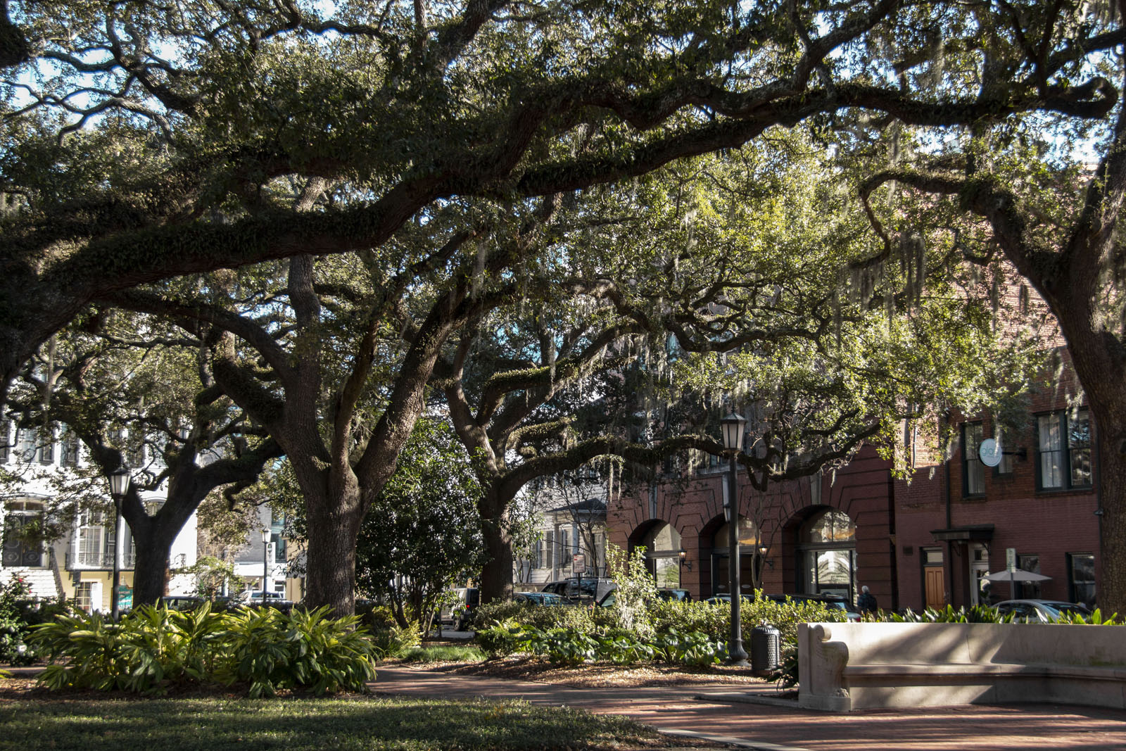 Savannah —— 2020