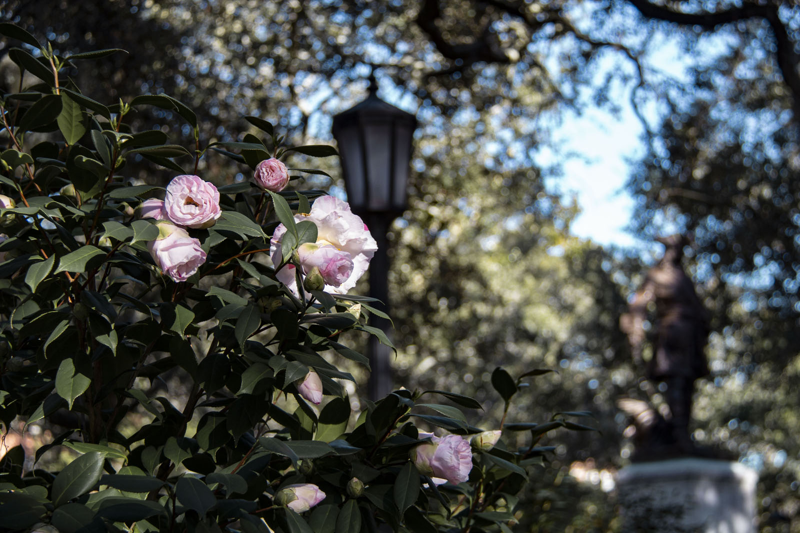 Savannah —— 2020