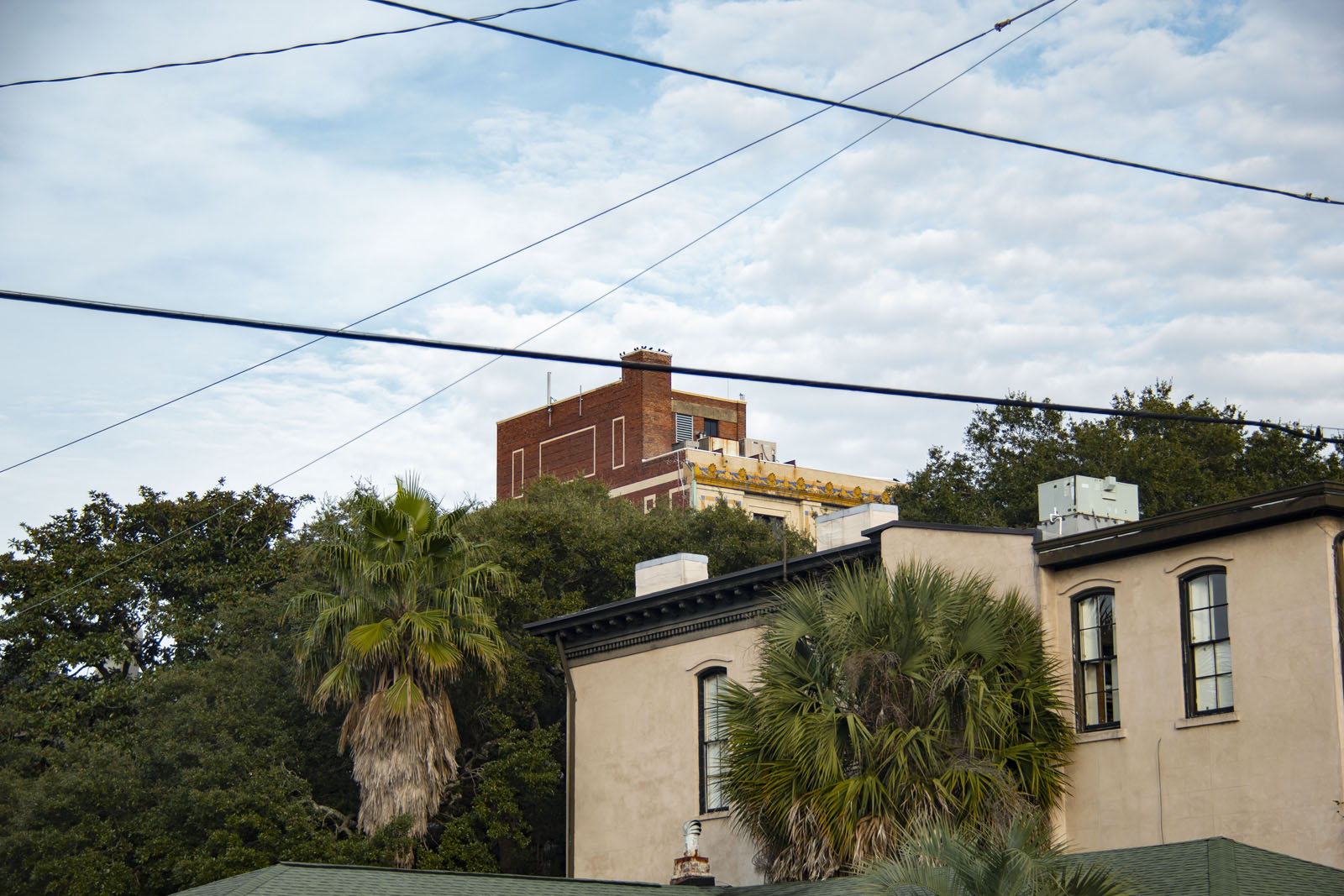 Savannah —— 2020