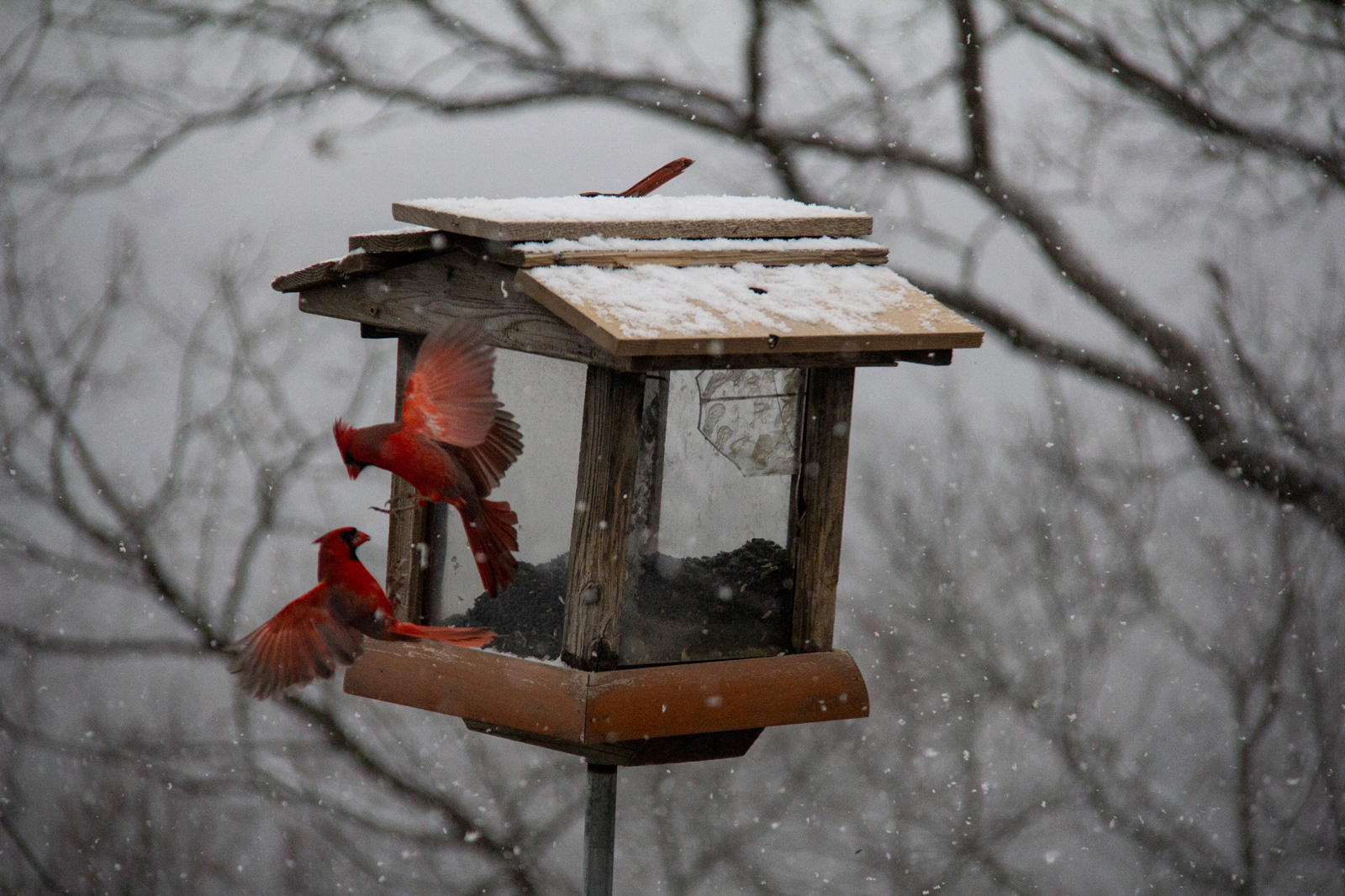 Cardinals —— 2020