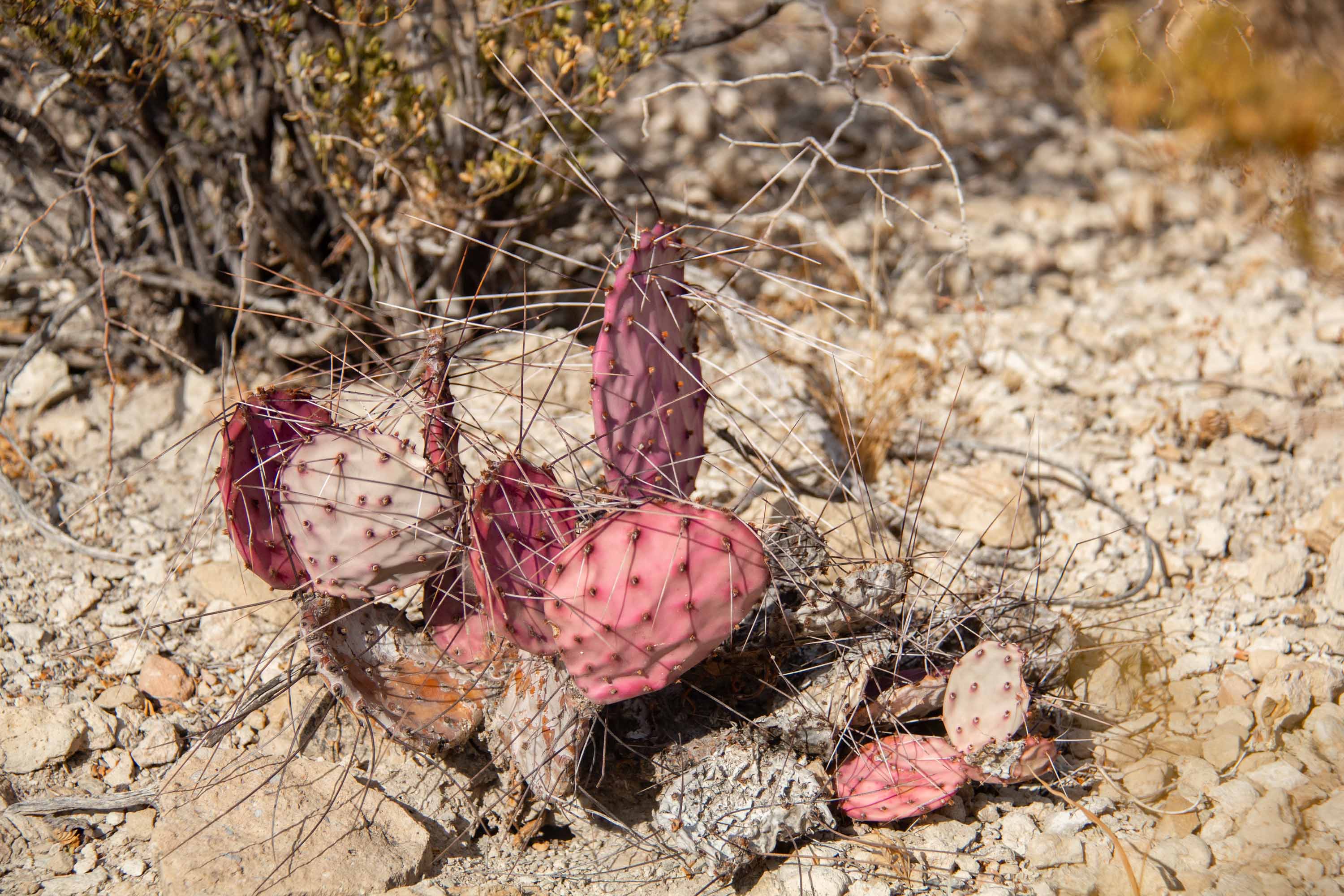 Pink Prickly Pear Cactus —— 2025