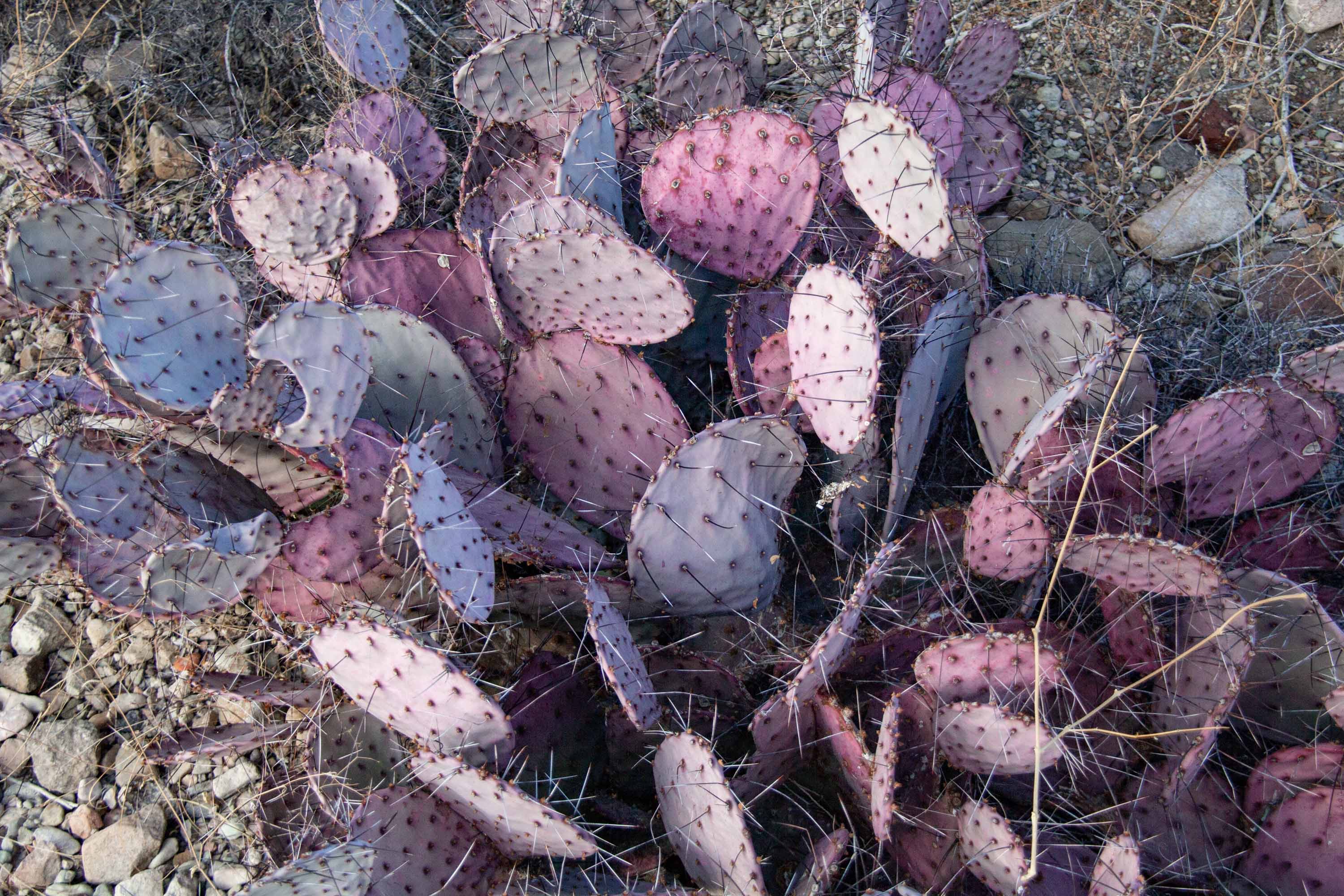 Prickly Pear Cactus —— 2025