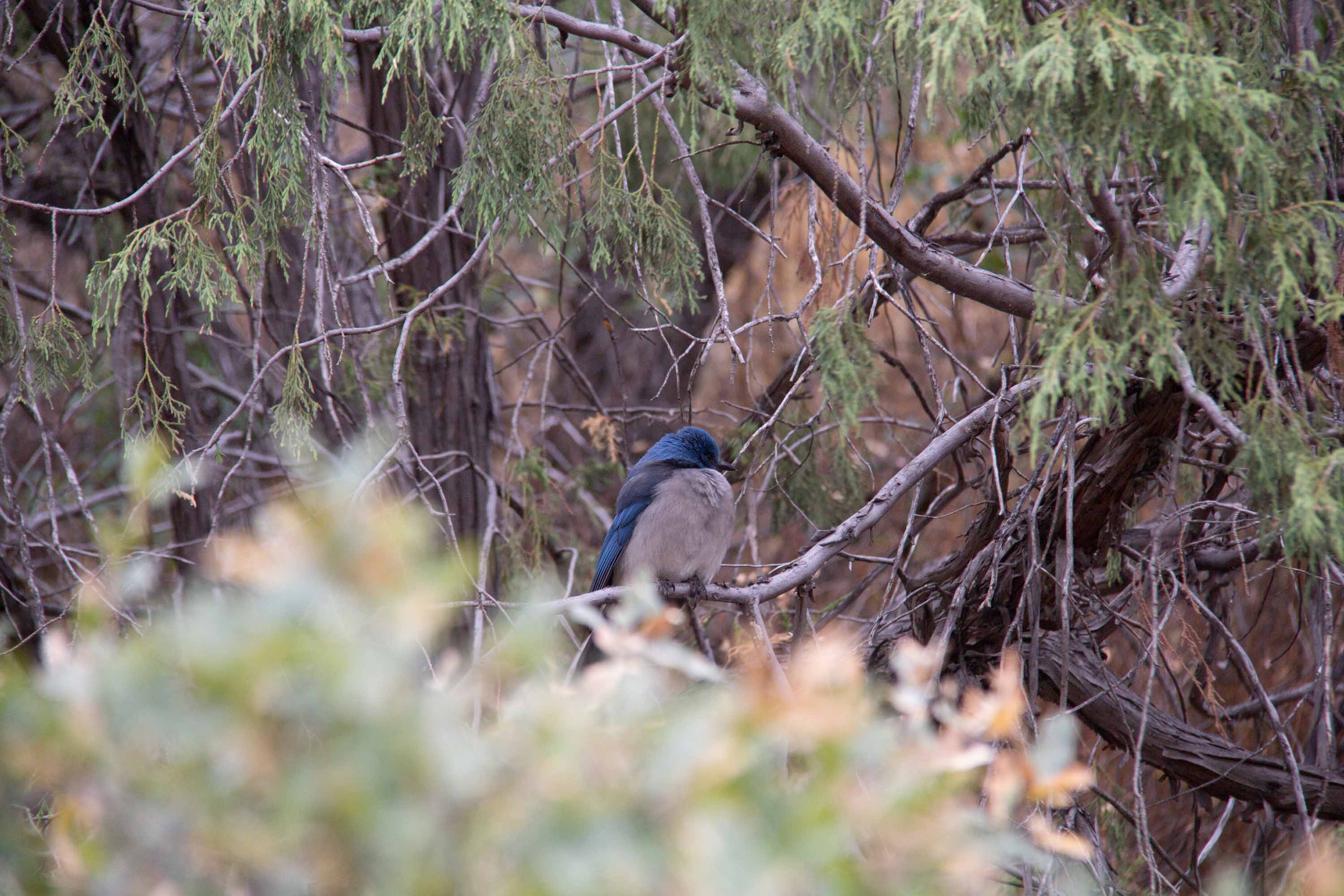 Mexican Jay —— 2025