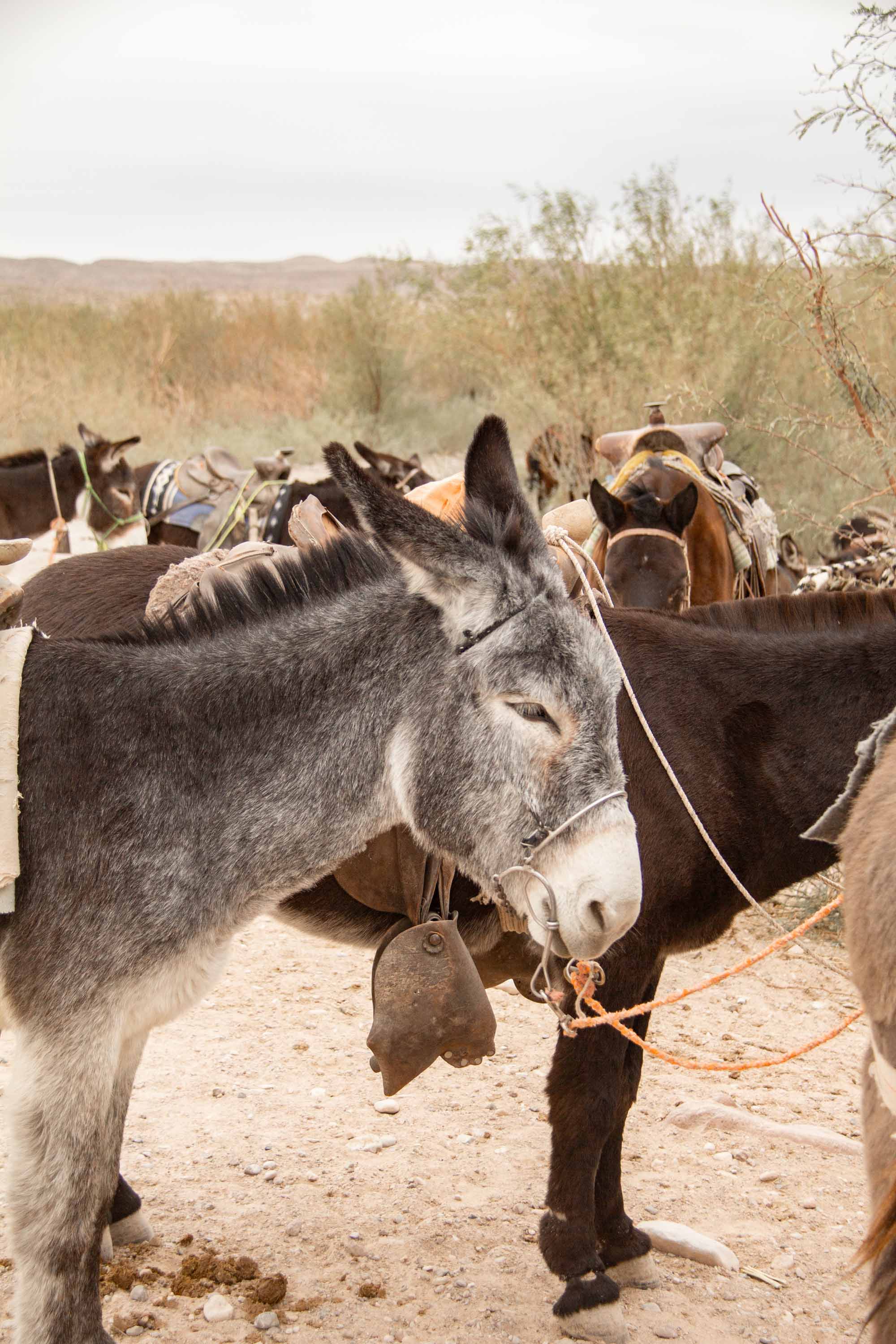 El Burro —— 2025