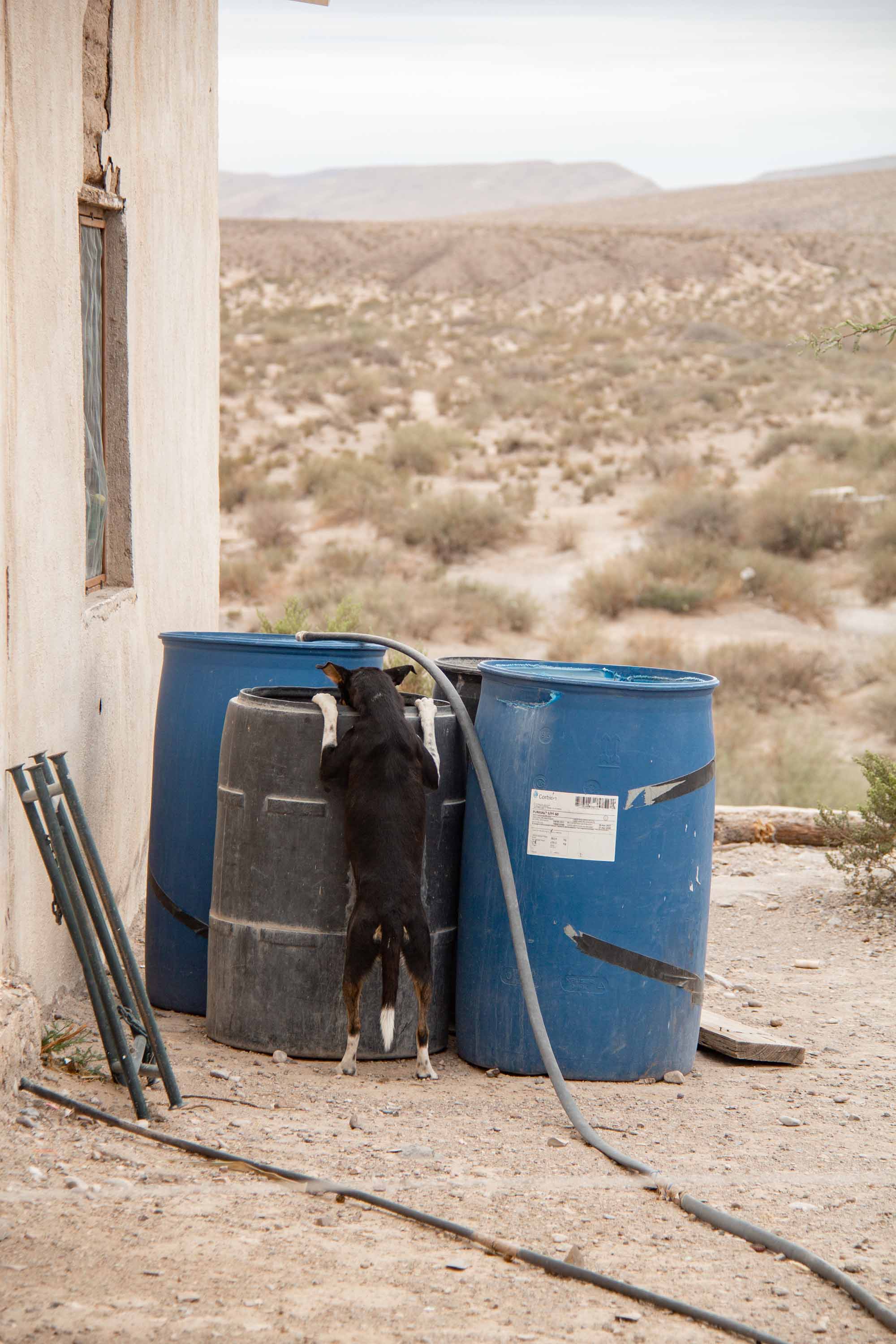 El Perro —— 2025