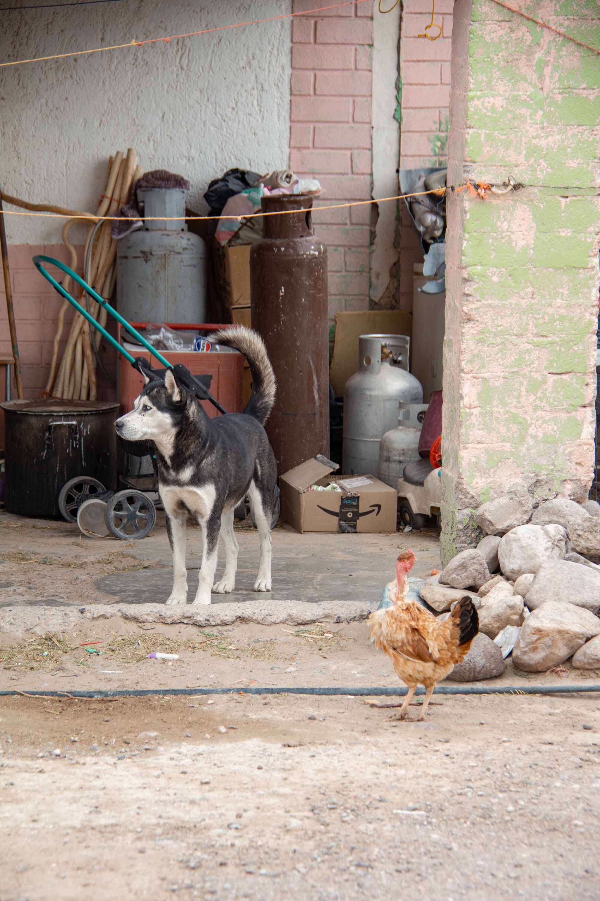 El Perro y El Pollo —— 2025