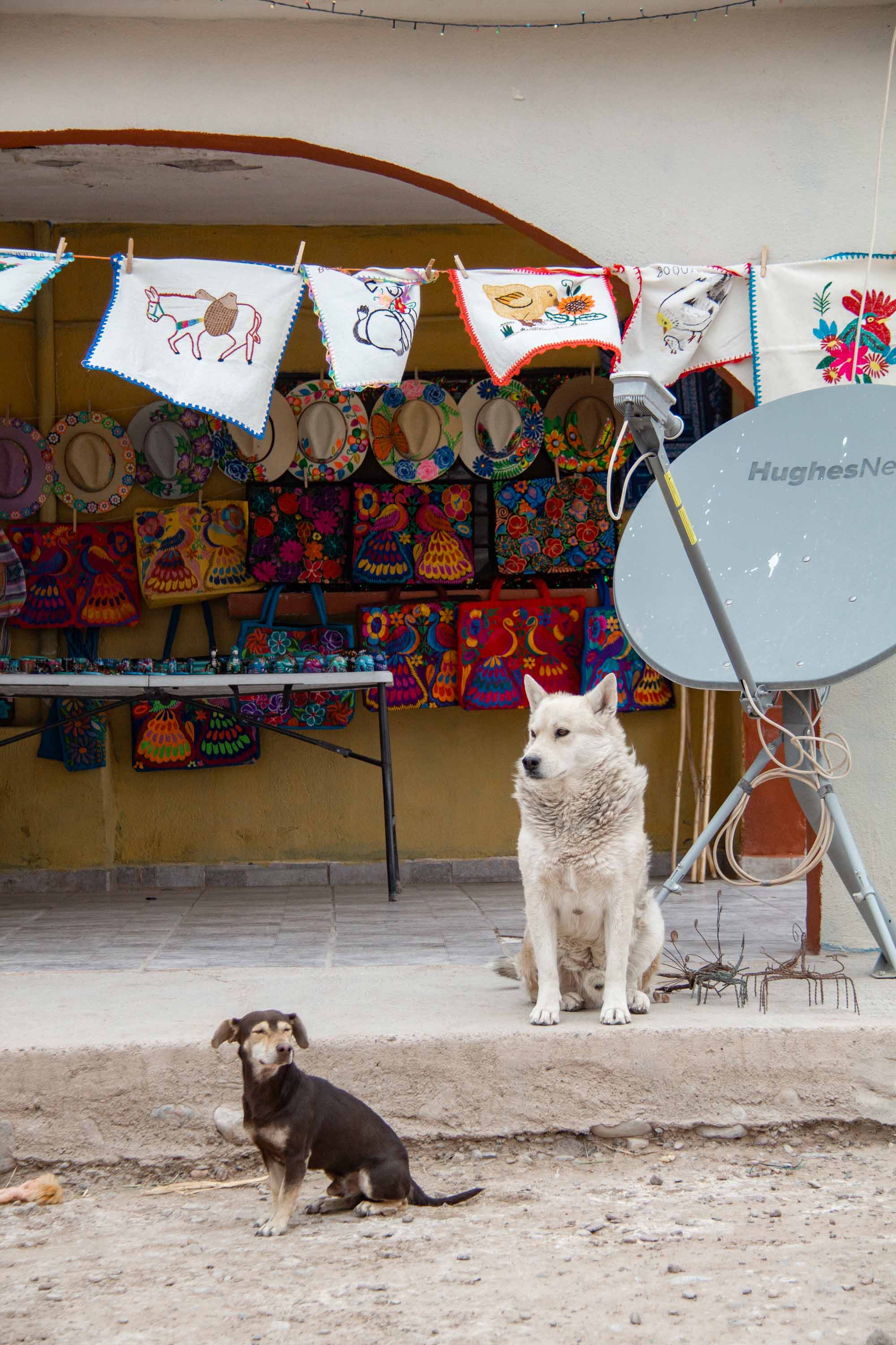 Los Perros —— 2025