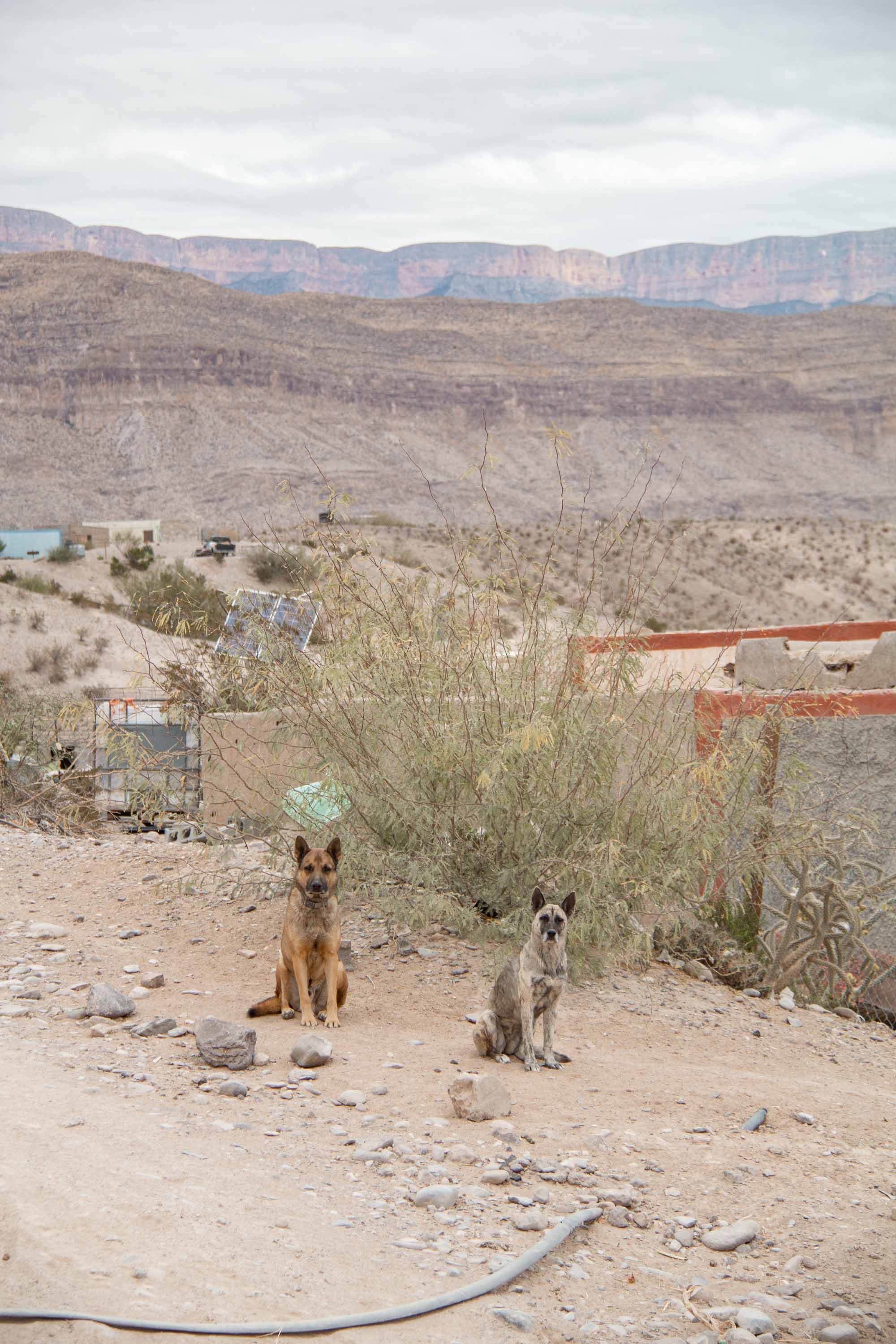 Los Perros —— 2025