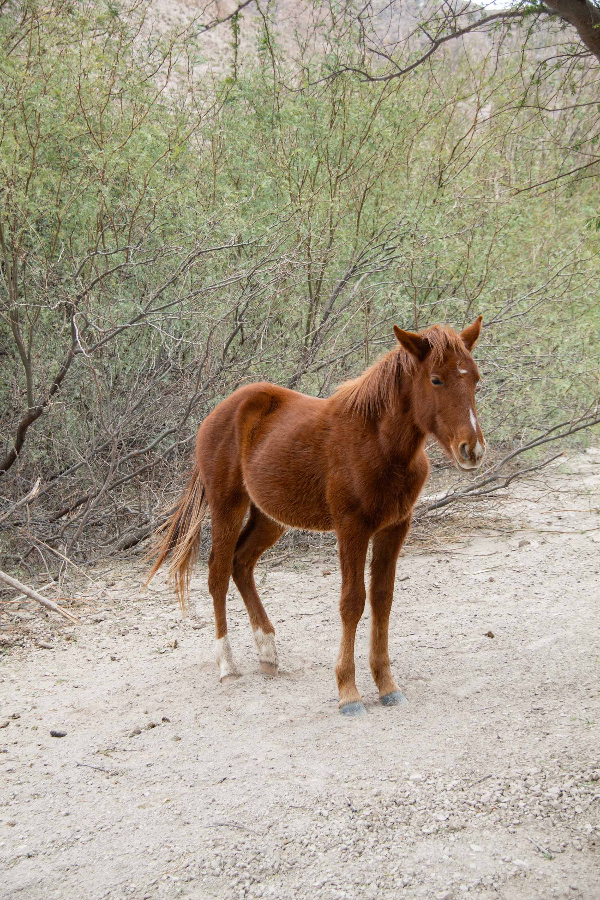 Renegade Horse —— 2025