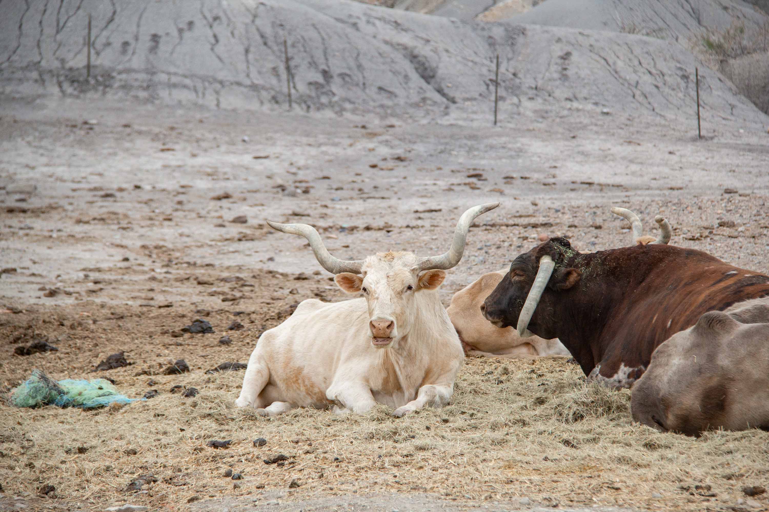 Longhorn —— 2025